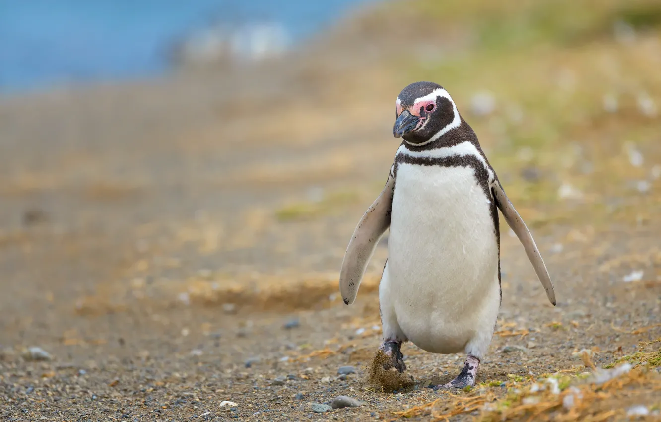 Фото обои берег, пингвин, прогулка