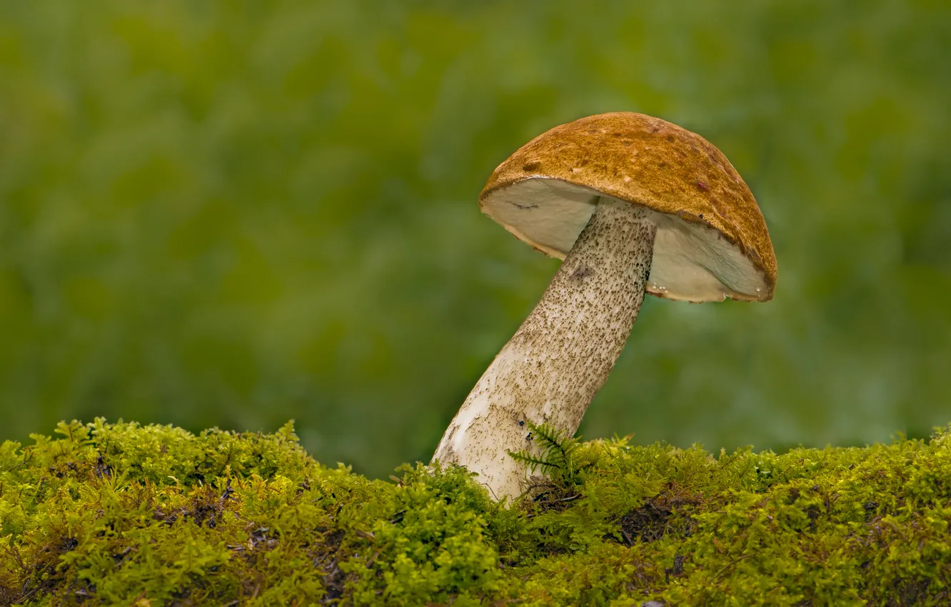 Фото обои макро, гриб, мох, Подосиновик