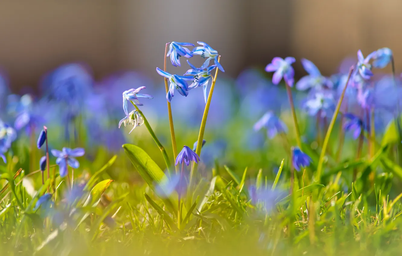 Фото обои цветы, поляна, голубые