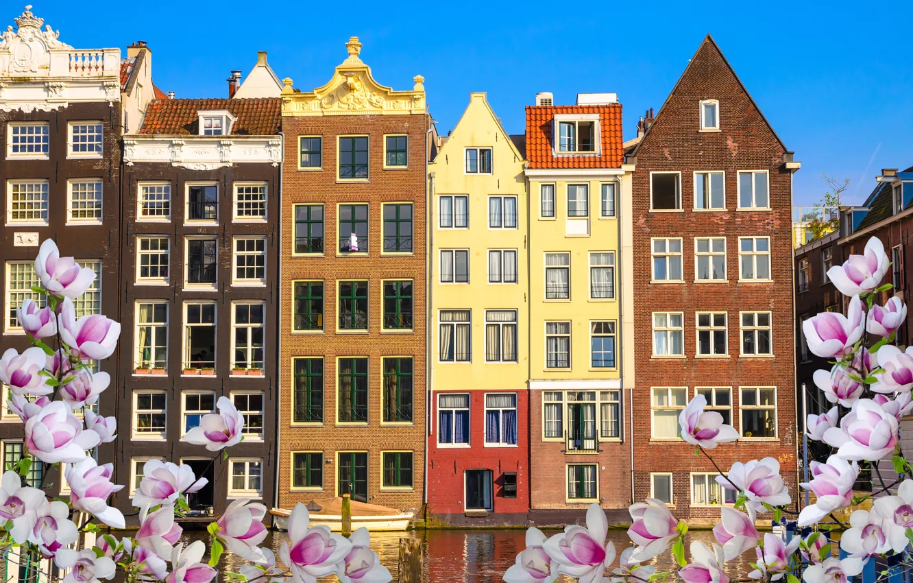 Фото обои река, весна, Амстердам, цветение, blossom, Amsterdam, flowers, old