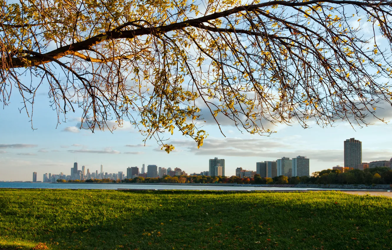 Фото обои трава, город, дерево, небоскребы, Чикаго, Иллиноис, мичиган