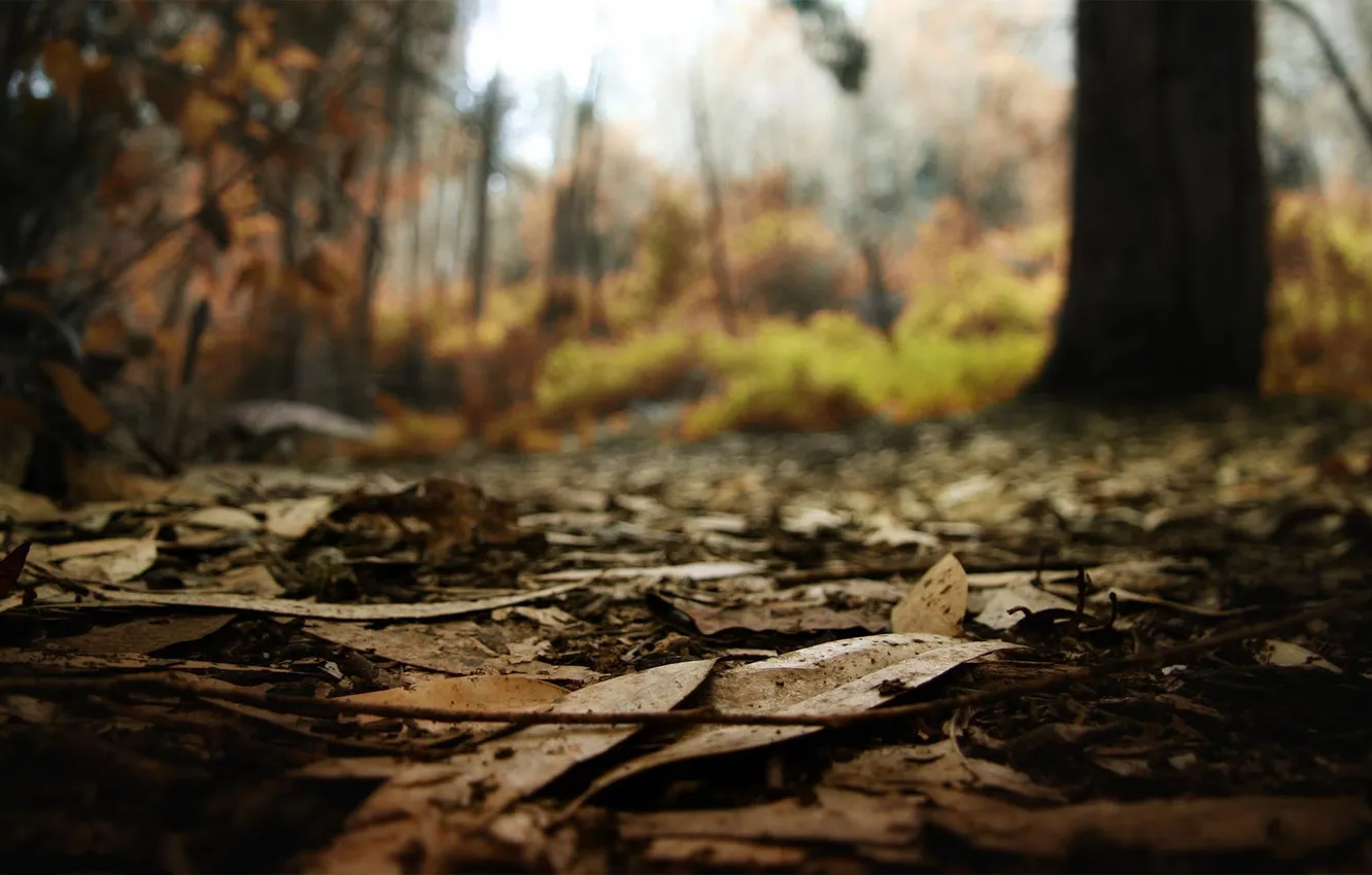 Фото обои осень, лес, листья, макро, природа
