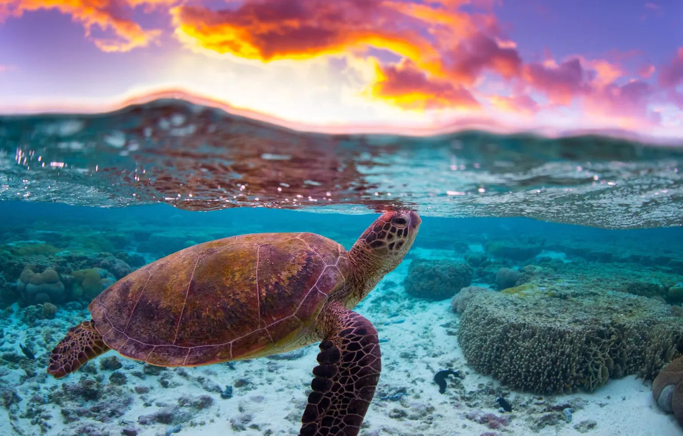 Фото обои море, вода, облака, океан, черепаха, риф, сплит