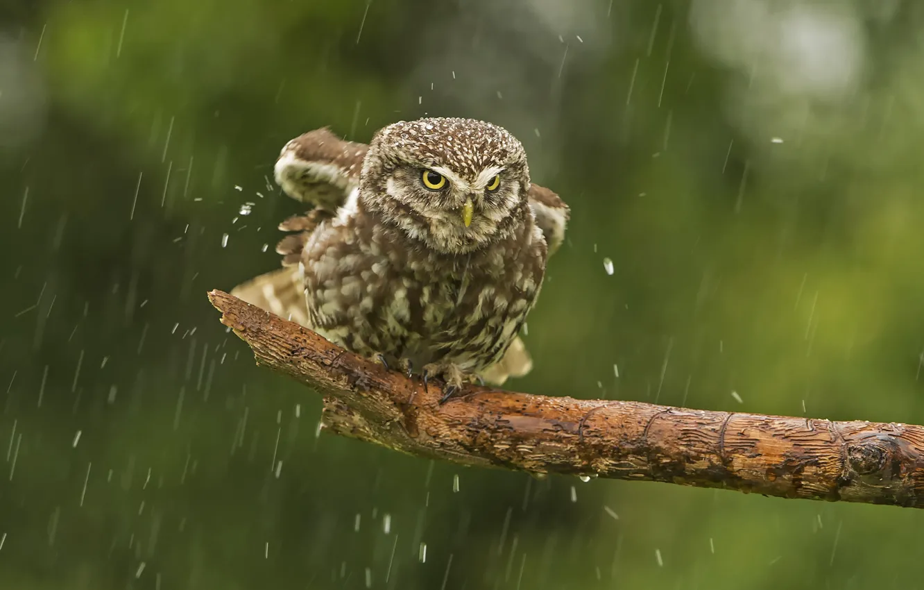 Фото обои дождь, сова, птица, сук, Домовый сыч