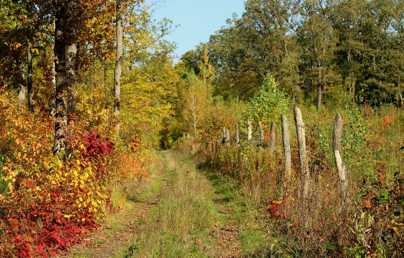 Фото обои дорога, деревья, трава, осень