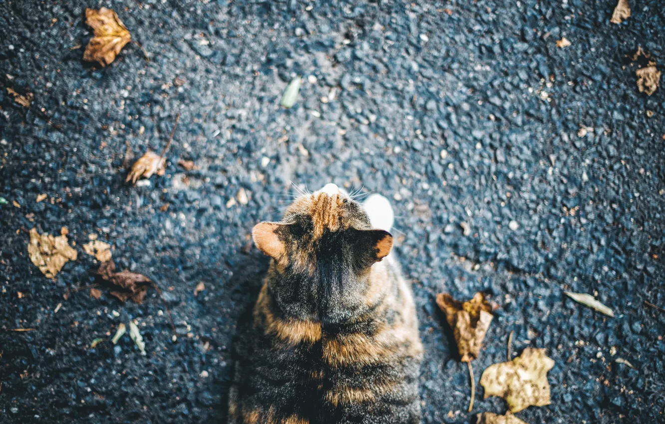 Фото обои кошка, кот, асфальт, листья, улица, лежит