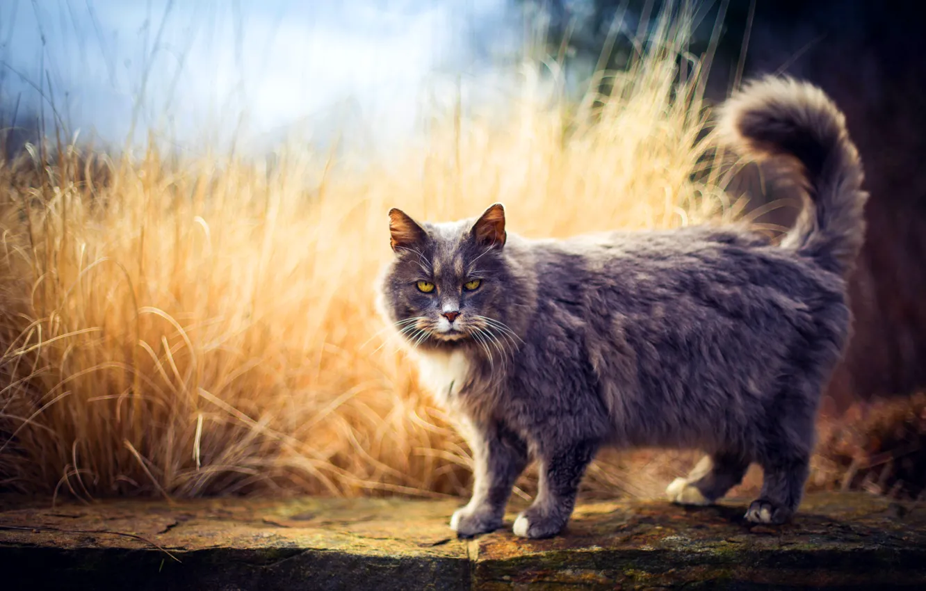 Фото обои кошка, кот, взгляд, природа, прогулка