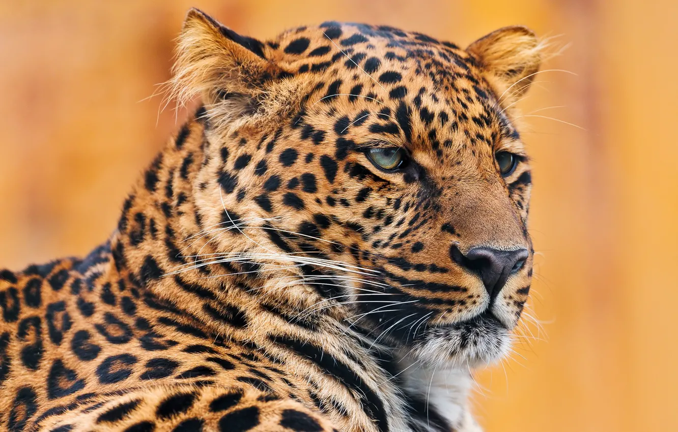 Фото обои усы, морда, портрет, леопард, лежит, leopard, серьёзный