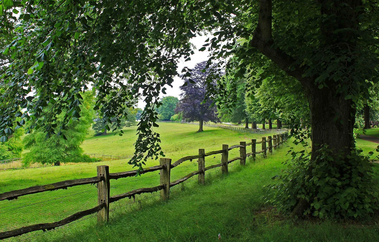 Фото обои дорога, трава, деревья, пейзаж, горы, природа, путь, grass