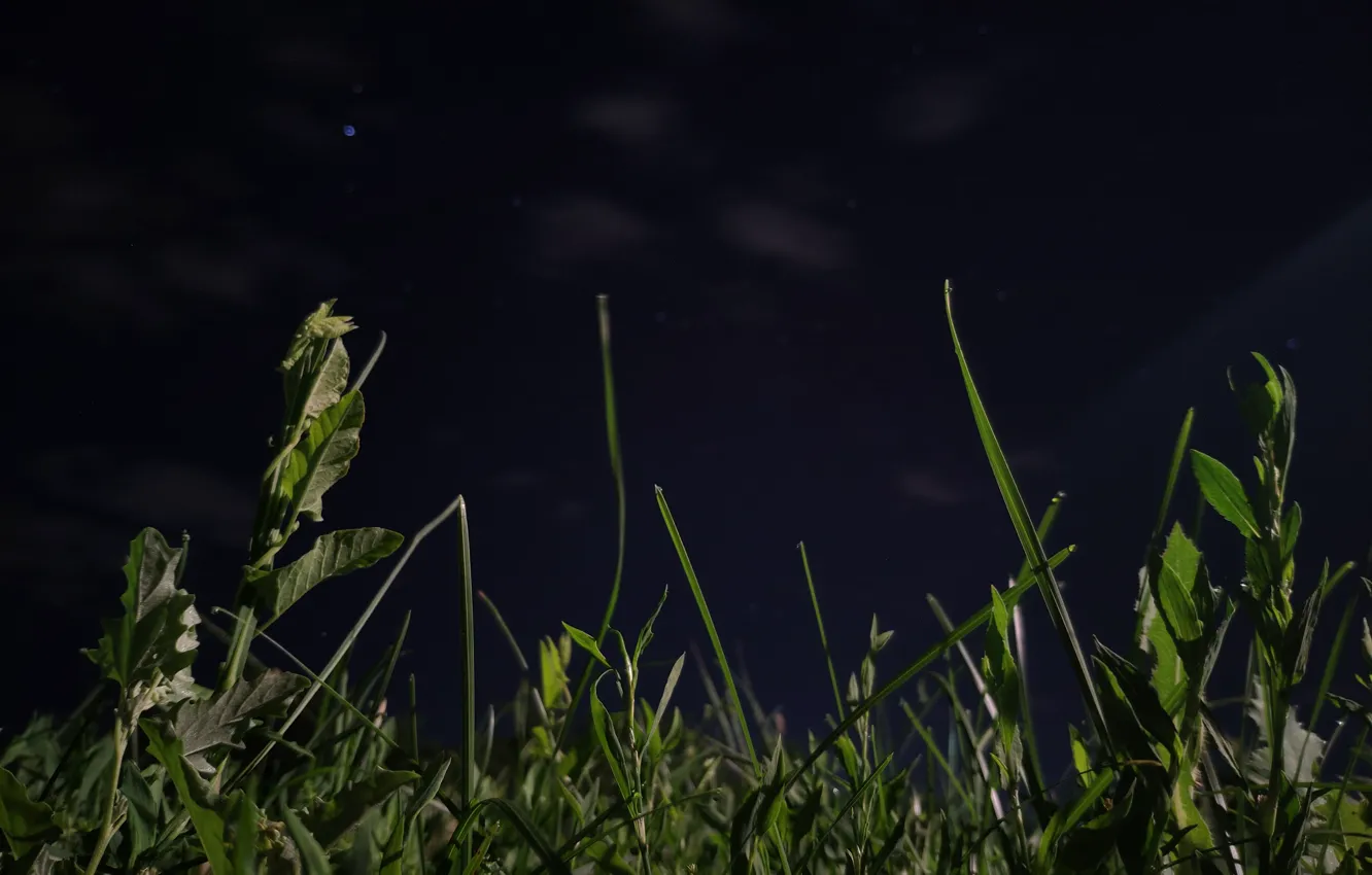 Фото обои трава, ночь, Природа