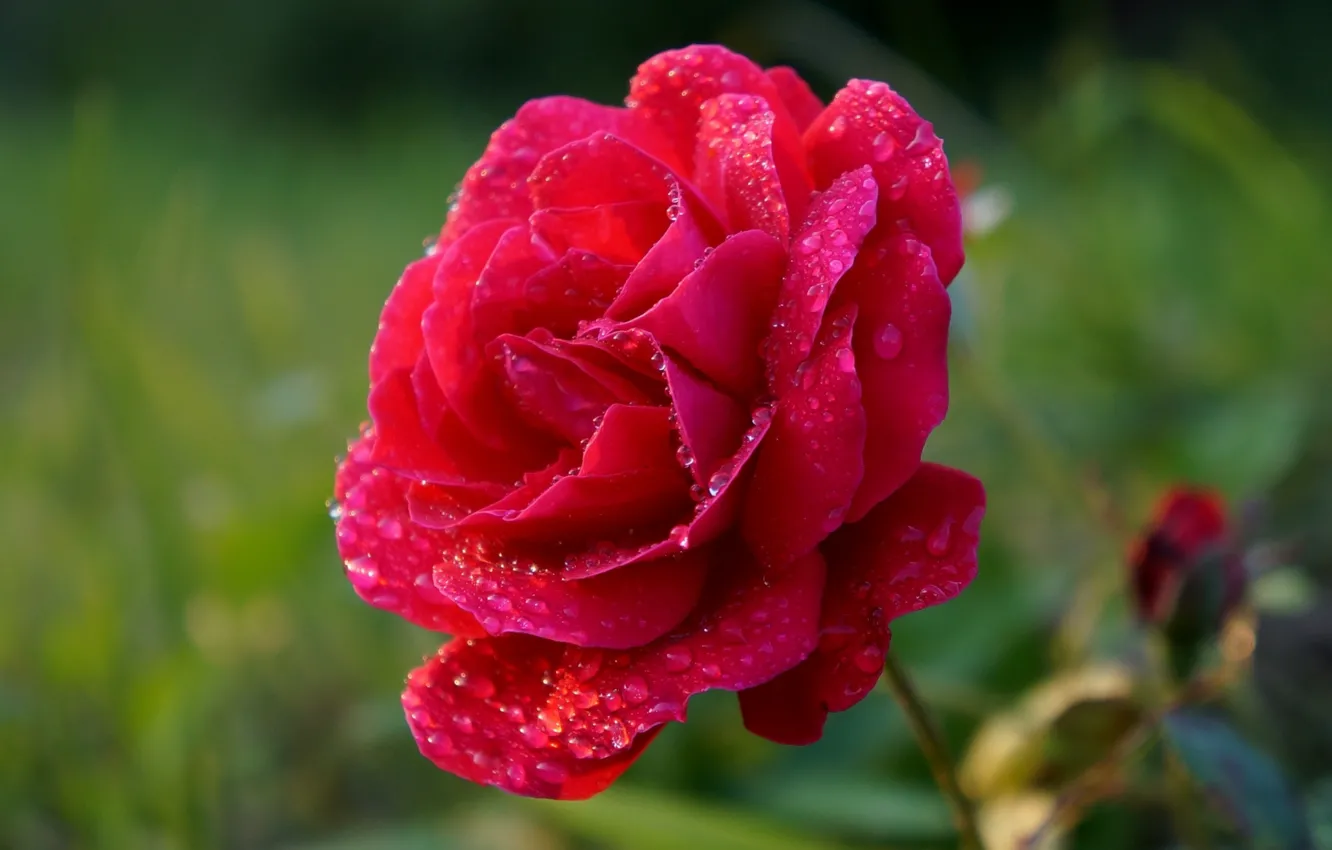 Фото обои red, rose, flower