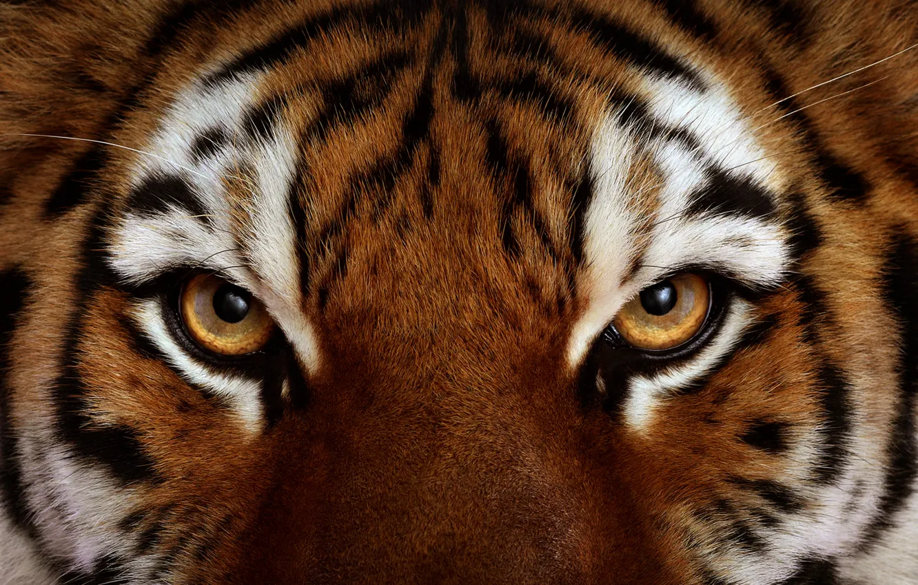 Фото обои глаза, взгляд, Тигр, шерсть