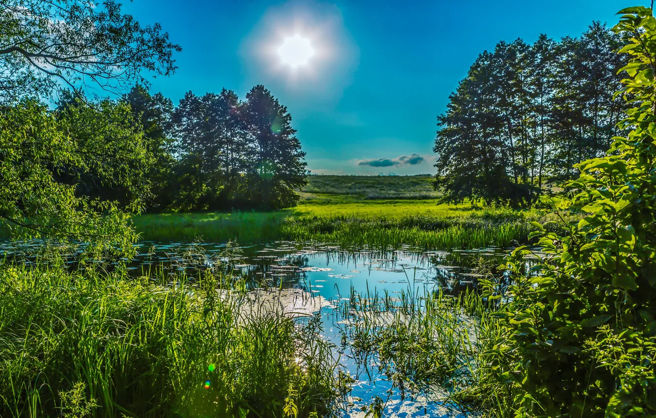 Фото обои зелень, лето, небо, трава, солнце, деревья, пруд, камыши