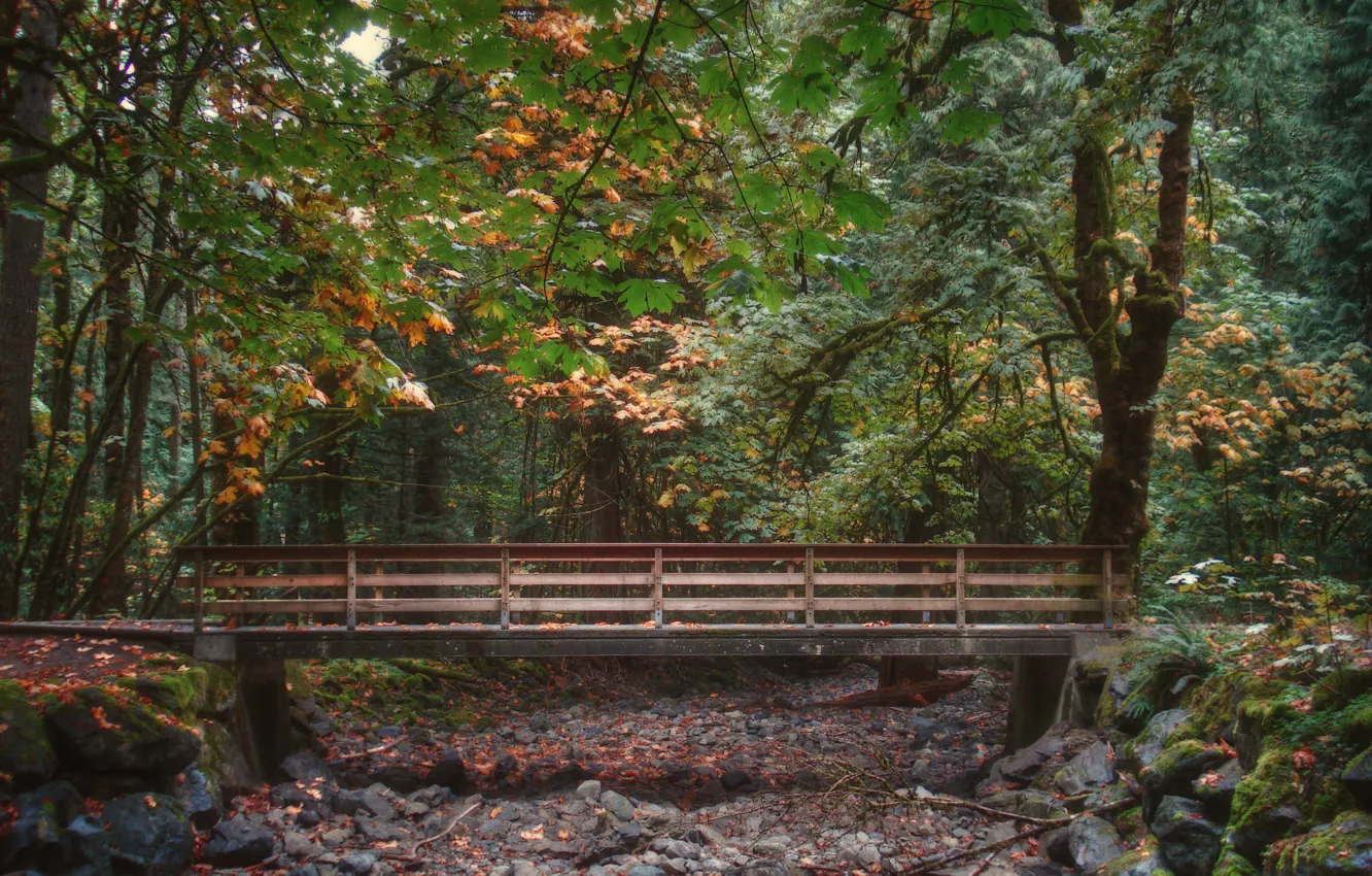 Фото обои осень, лес, листва, forest, мостик, bridge, Autumn, leaves