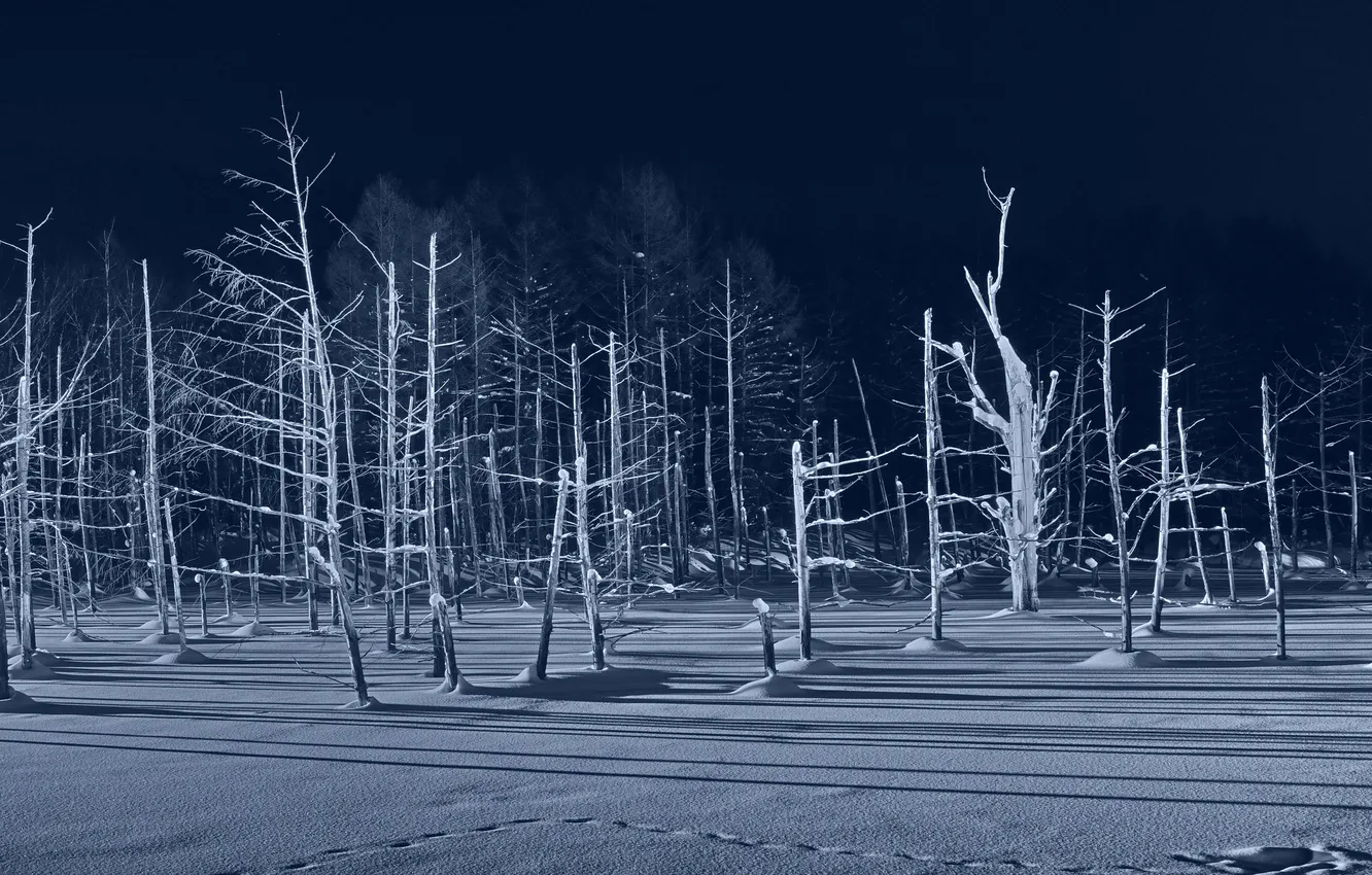Фото обои зима, лес, свет, снег, деревья