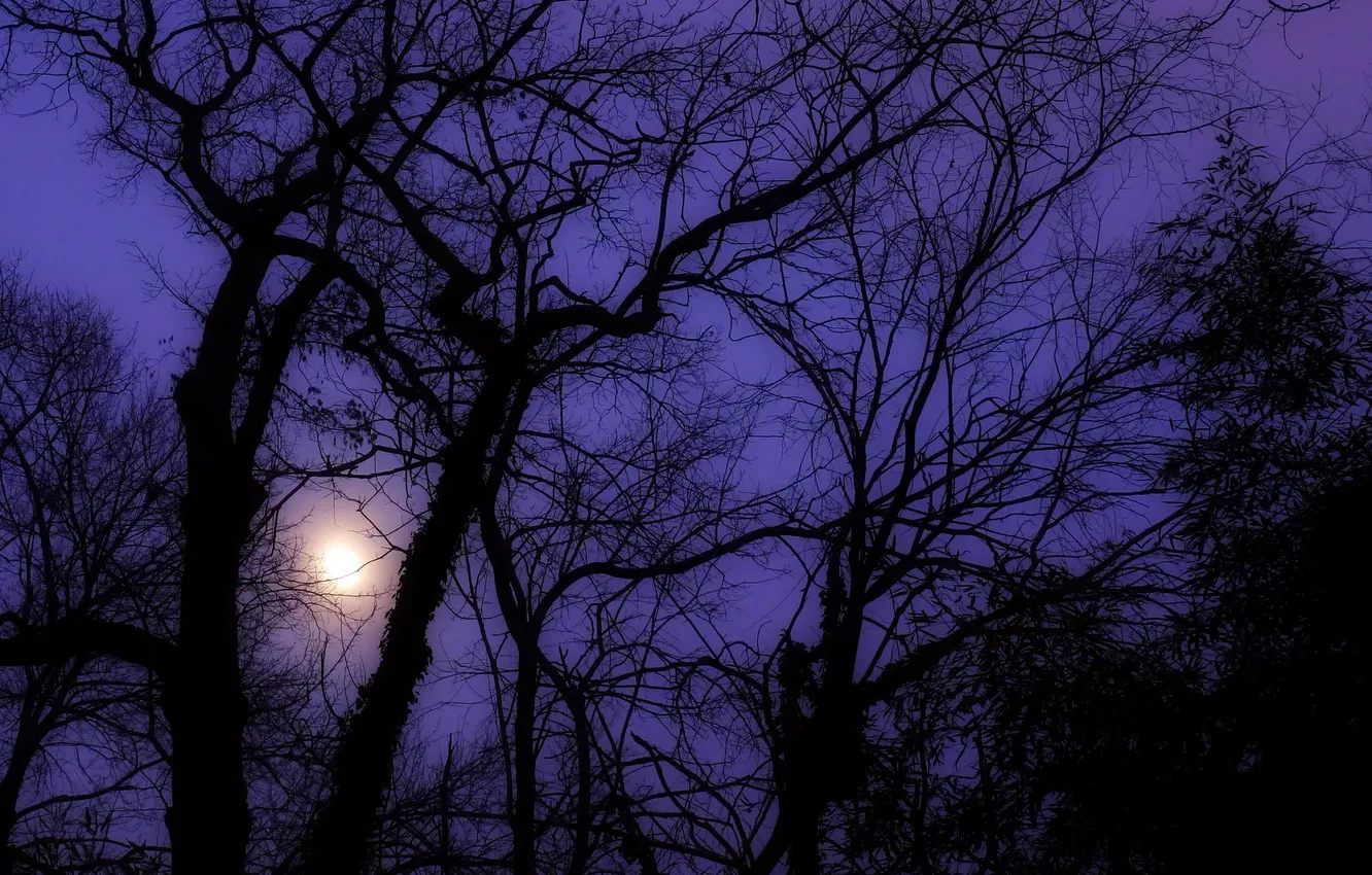 Фото обои свет, ночь, туман, дерево, силуэт, дымка