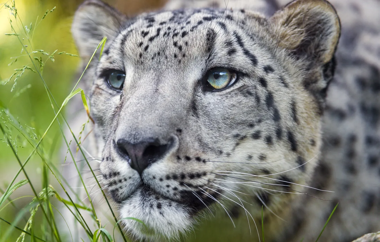 Фото обои кошка, трава, взгляд, морда, ирбис, снежный барс, ©Tambako The Jaguar