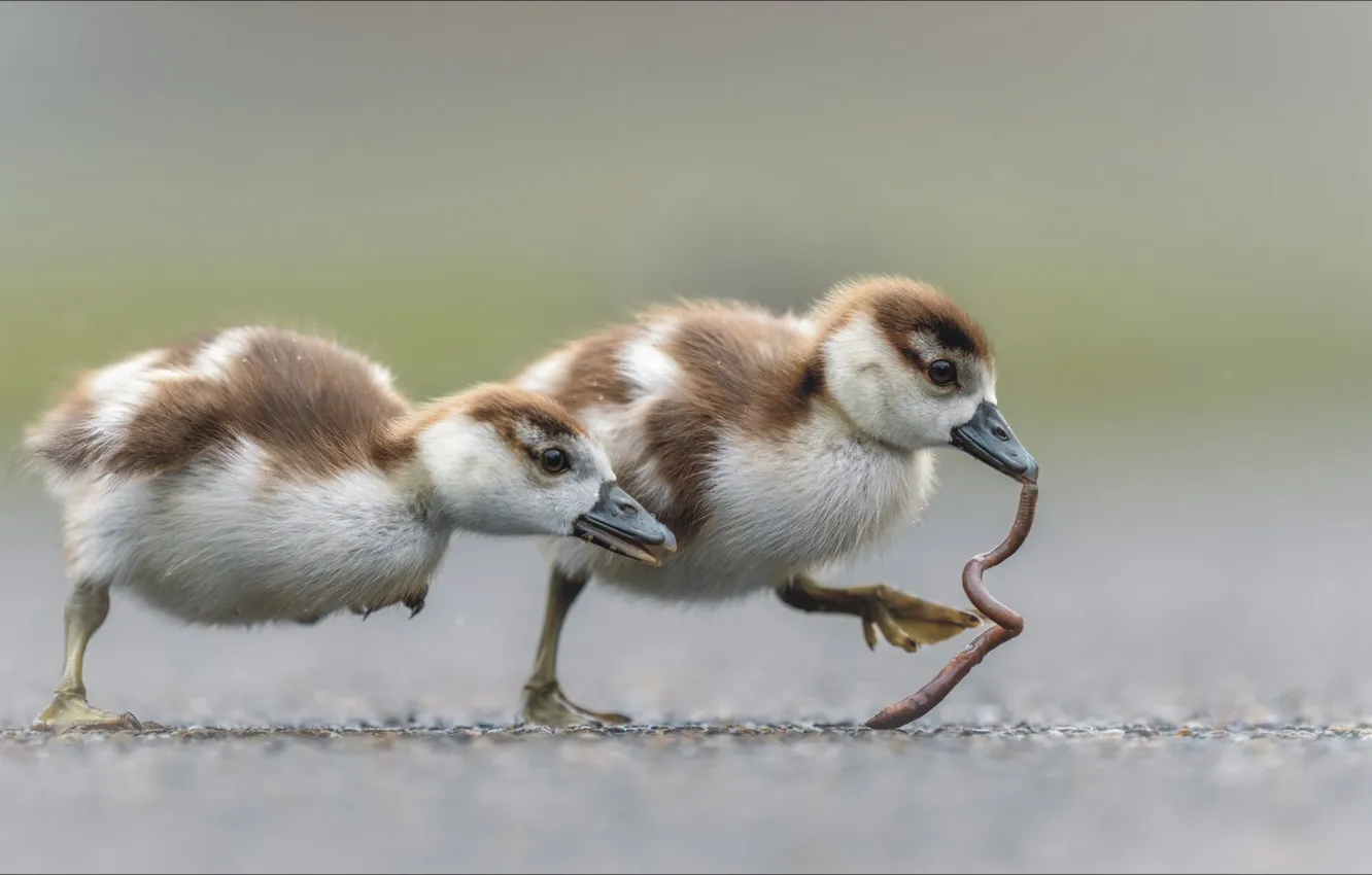 Фото обои food, two, birds