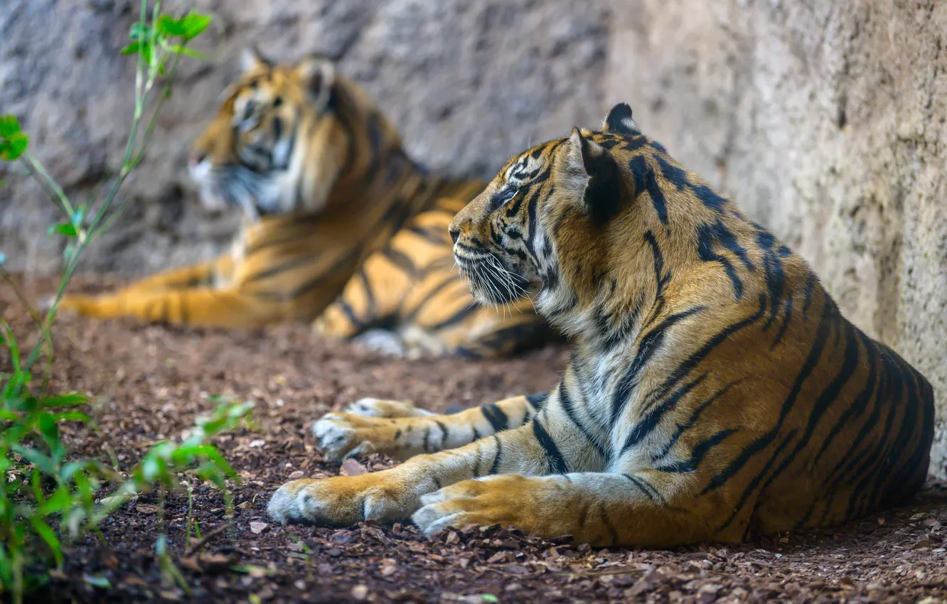 Фото обои хищники, парочка, суматранский тигр