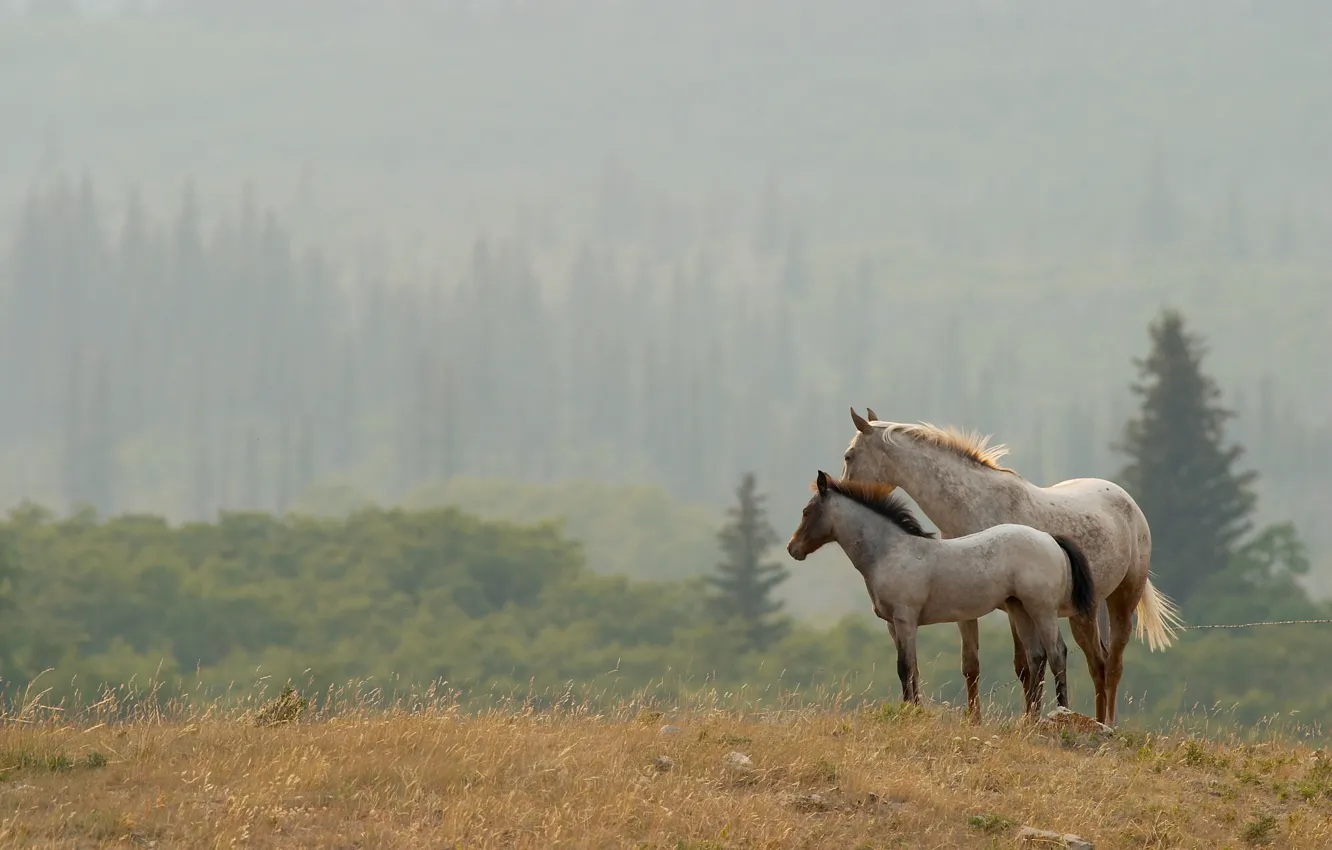 Фото обои пейзаж, природа, кони