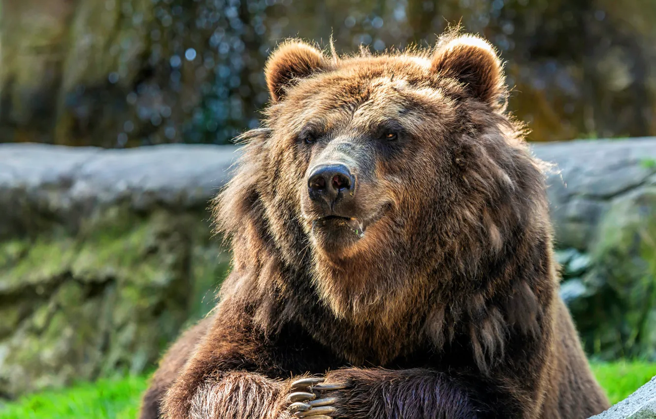 Фото обои взгляд, морда, свет, лапы, медведь, когти, боке