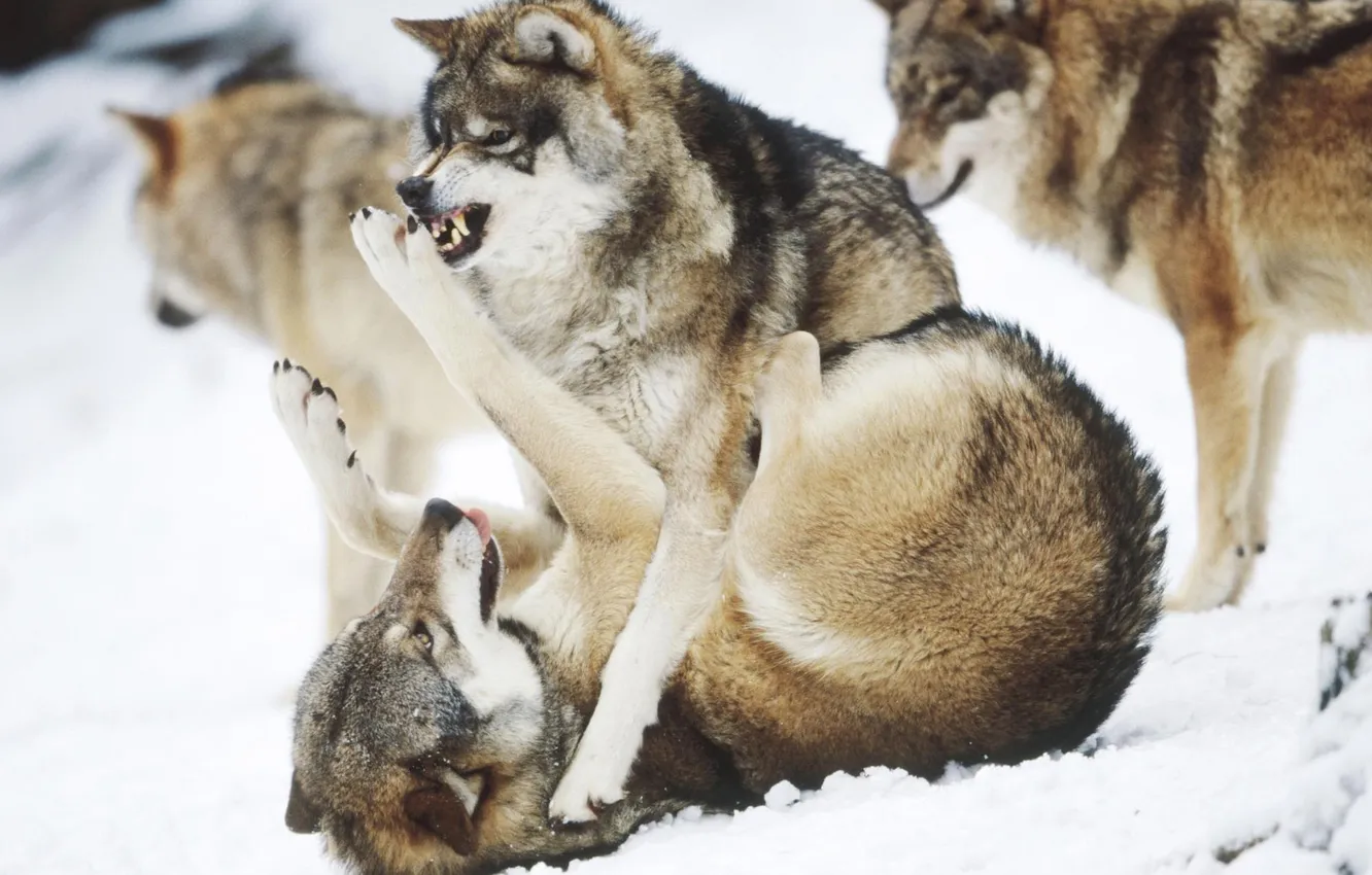 Фото обои fantasy, nature, art, snow, predator, face, animal, wolf