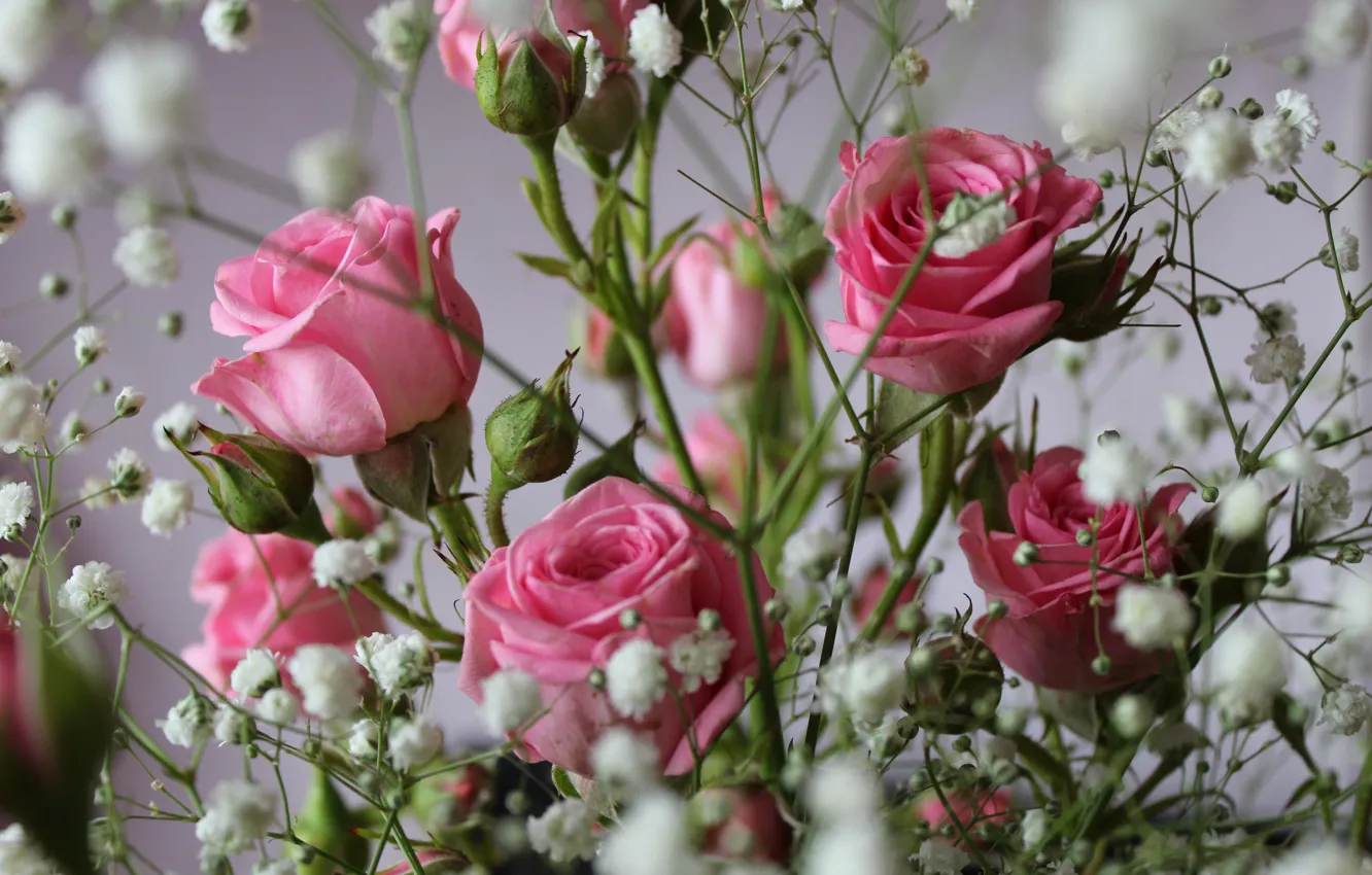 Фото обои розы, Цветы, нежные