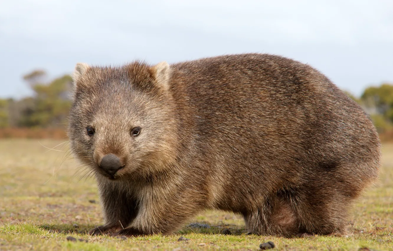 Фото обои Австралия, зверёк, млекопитающие, хордовые, сумчатые, пухлик, Вомбат, двурезцовые
