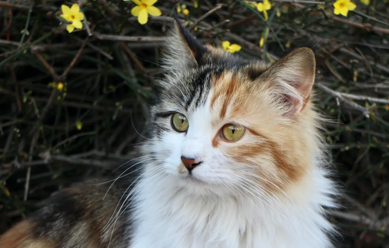 Фото обои Nature, animals, Flowers, cat, Fur, Pet, Feline, Whiskers