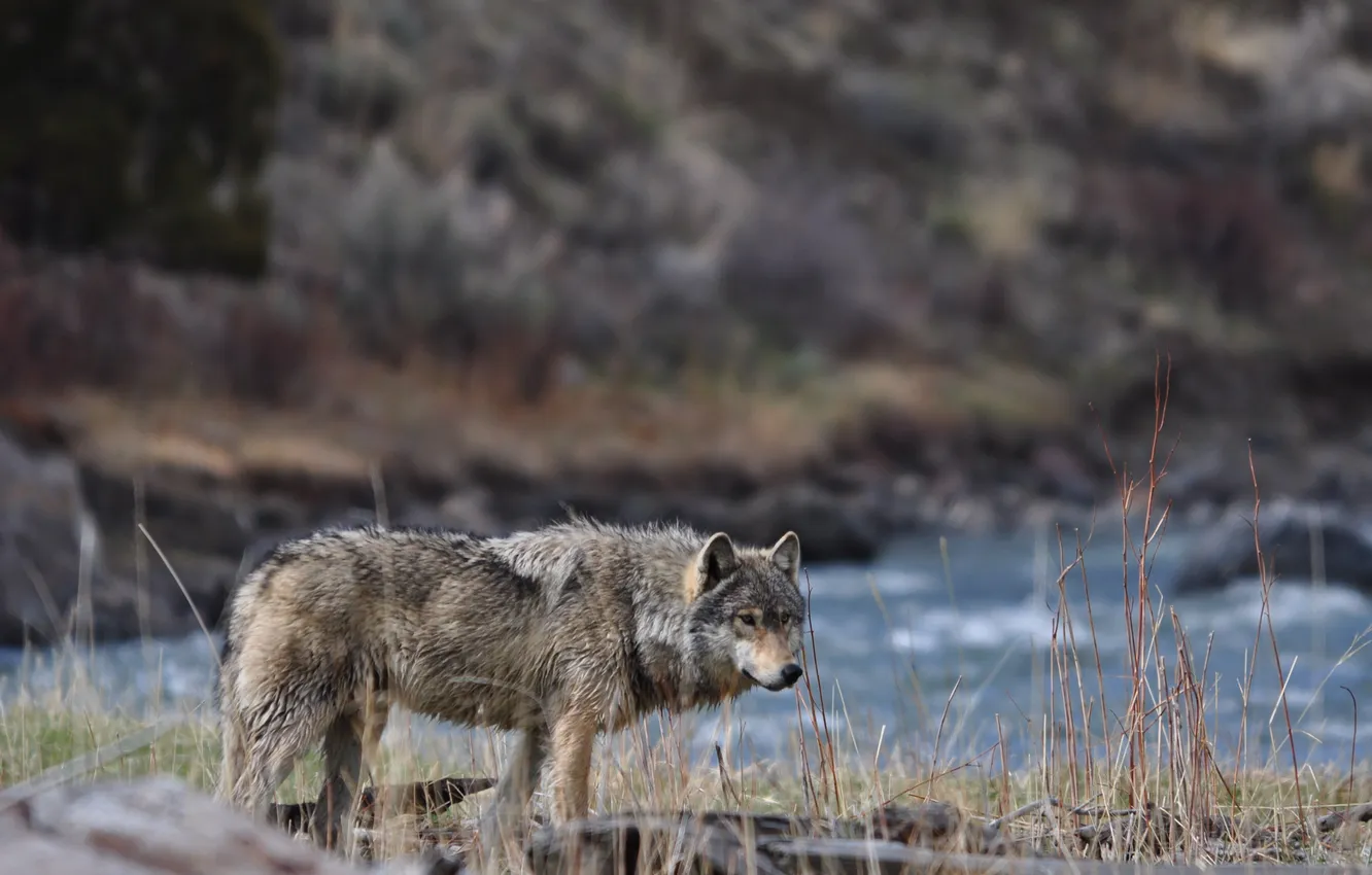 Фото обои Beautiful, Hunter, Predator, Gray Wolf, River, Majestic, Canine, Cunning