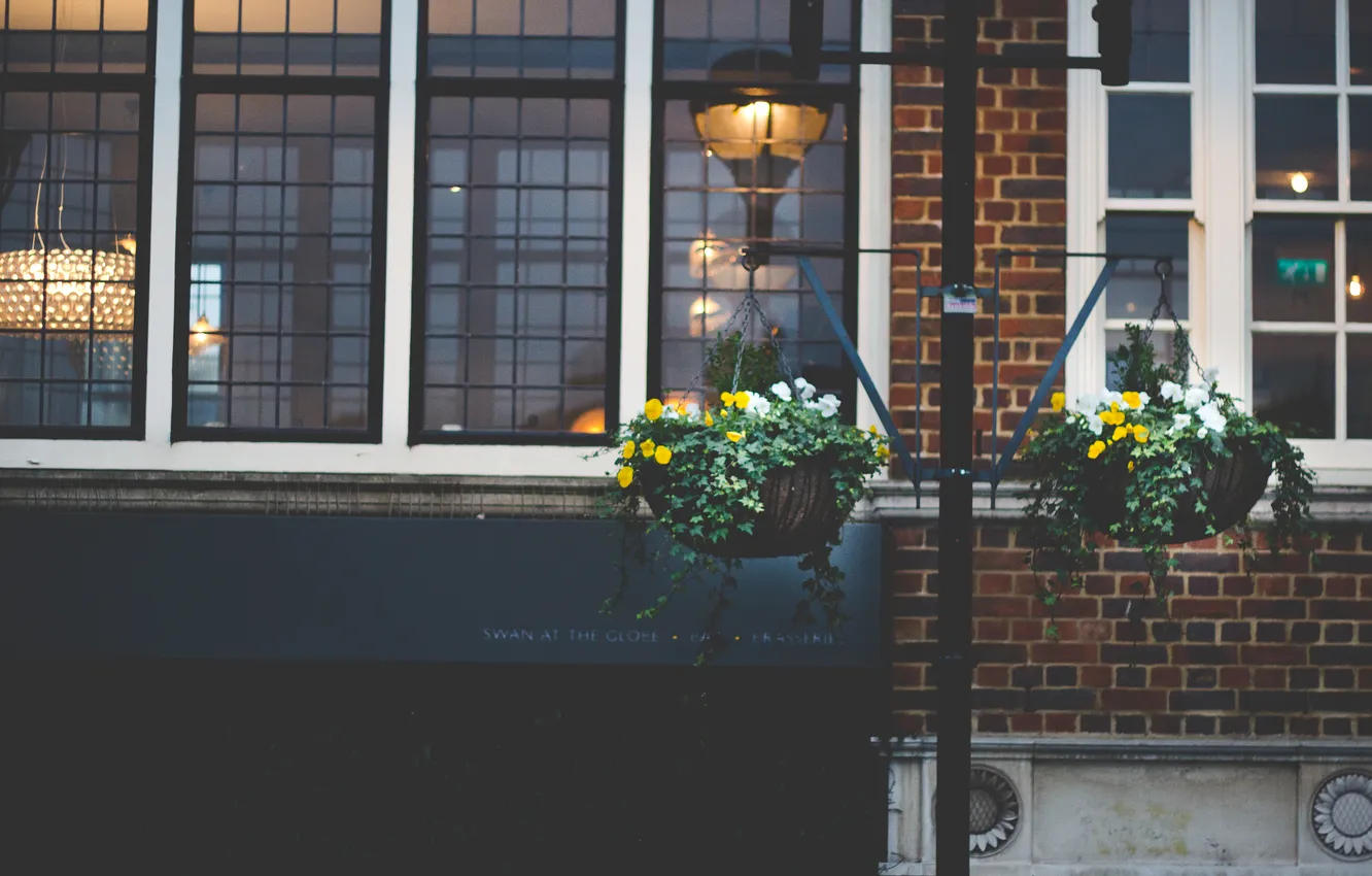 Фото обои цветы, растение, здания, дома, горшок