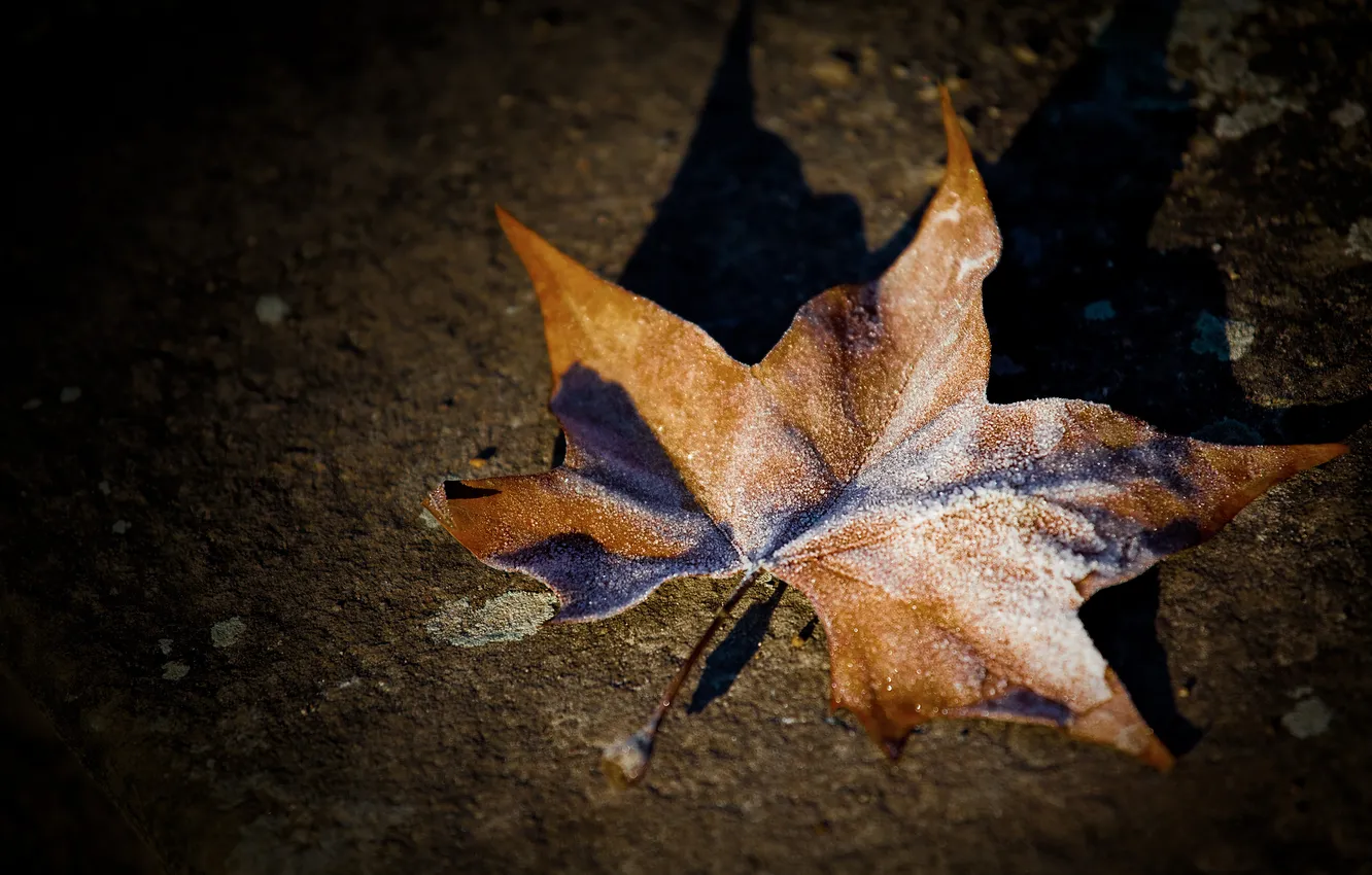 Фото обои осень, макро, лист, иний, заморозок
