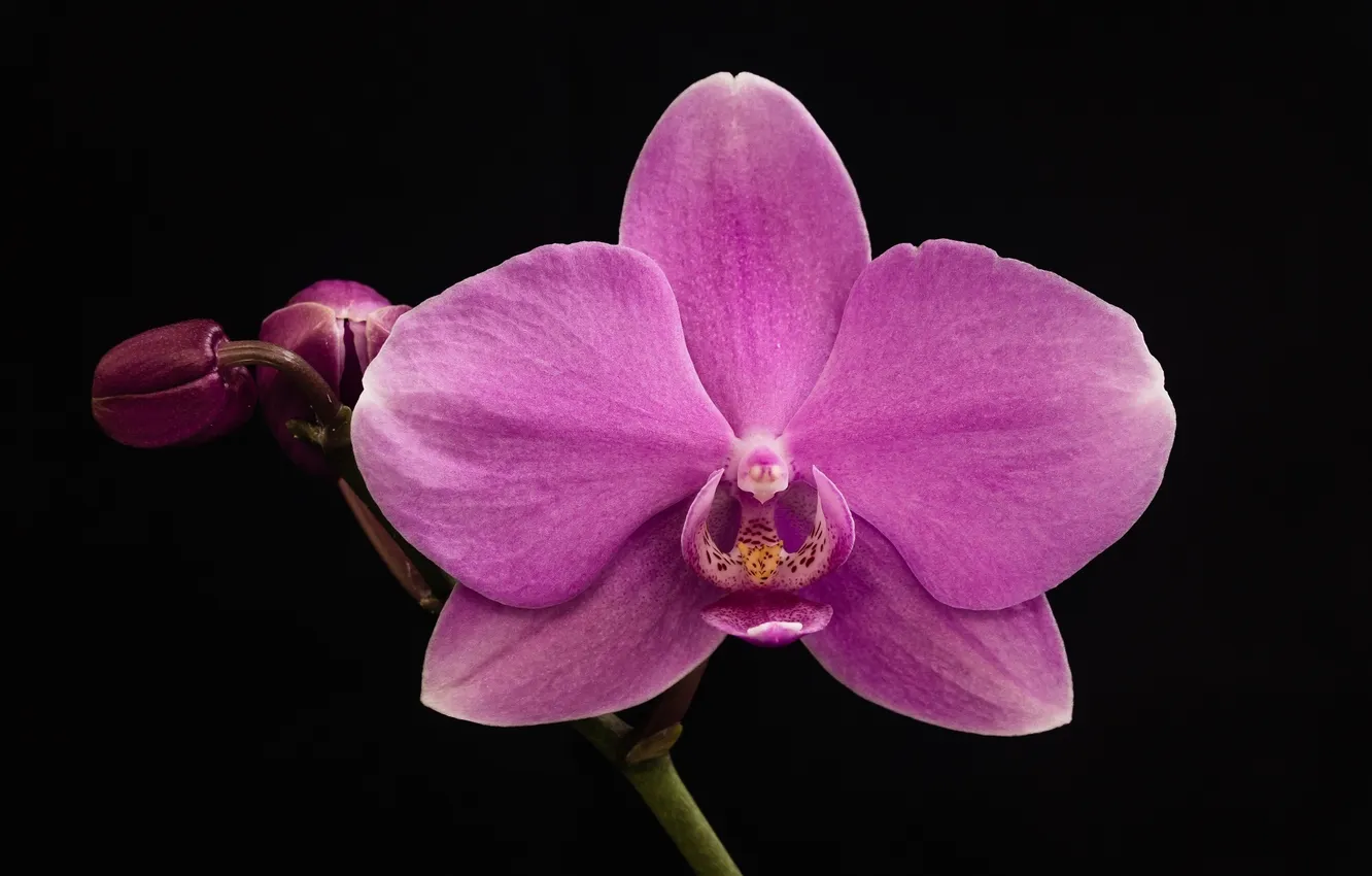 Фото обои макро, темный фон, орхидея