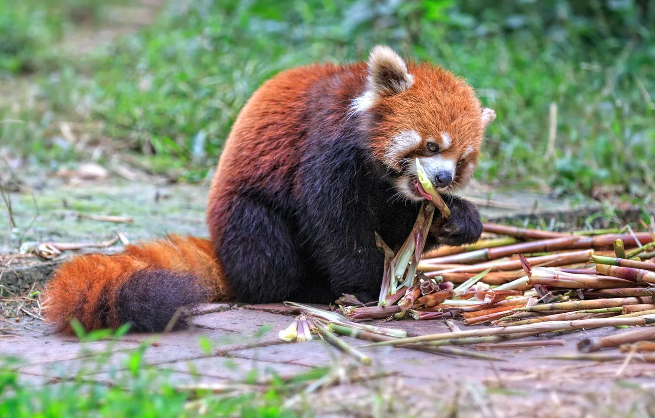 Фото обои бамбук, панда, трапеза