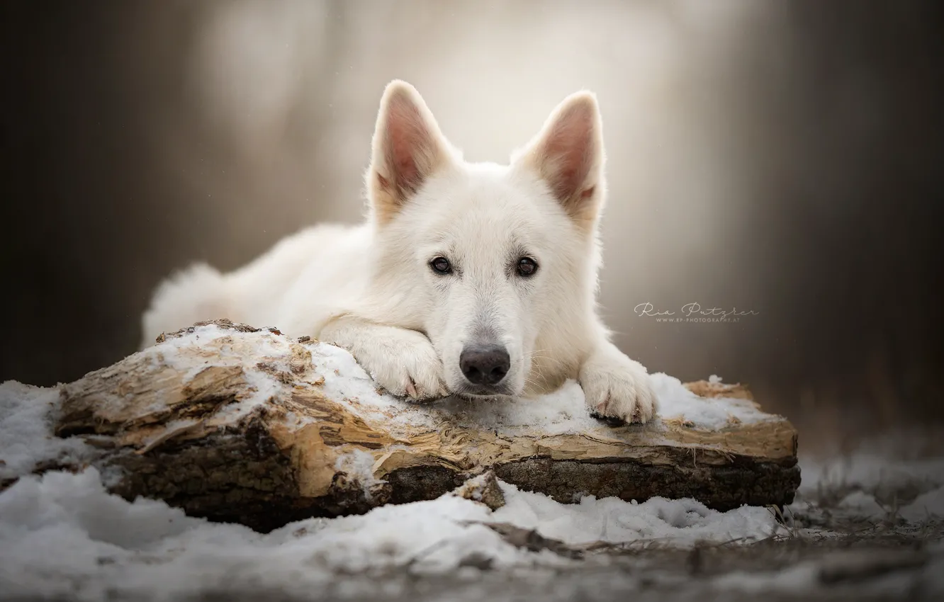 Фото обои взгляд, морда, снег, собака, бревно, Белая швейцарская овчарка