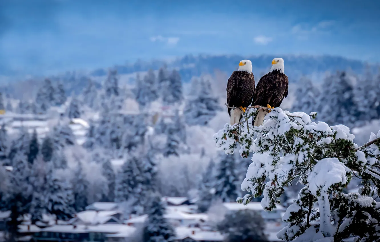 Фото обои зима, снег, птицы, ветка, пара, дуэт, Белоголовый орлан