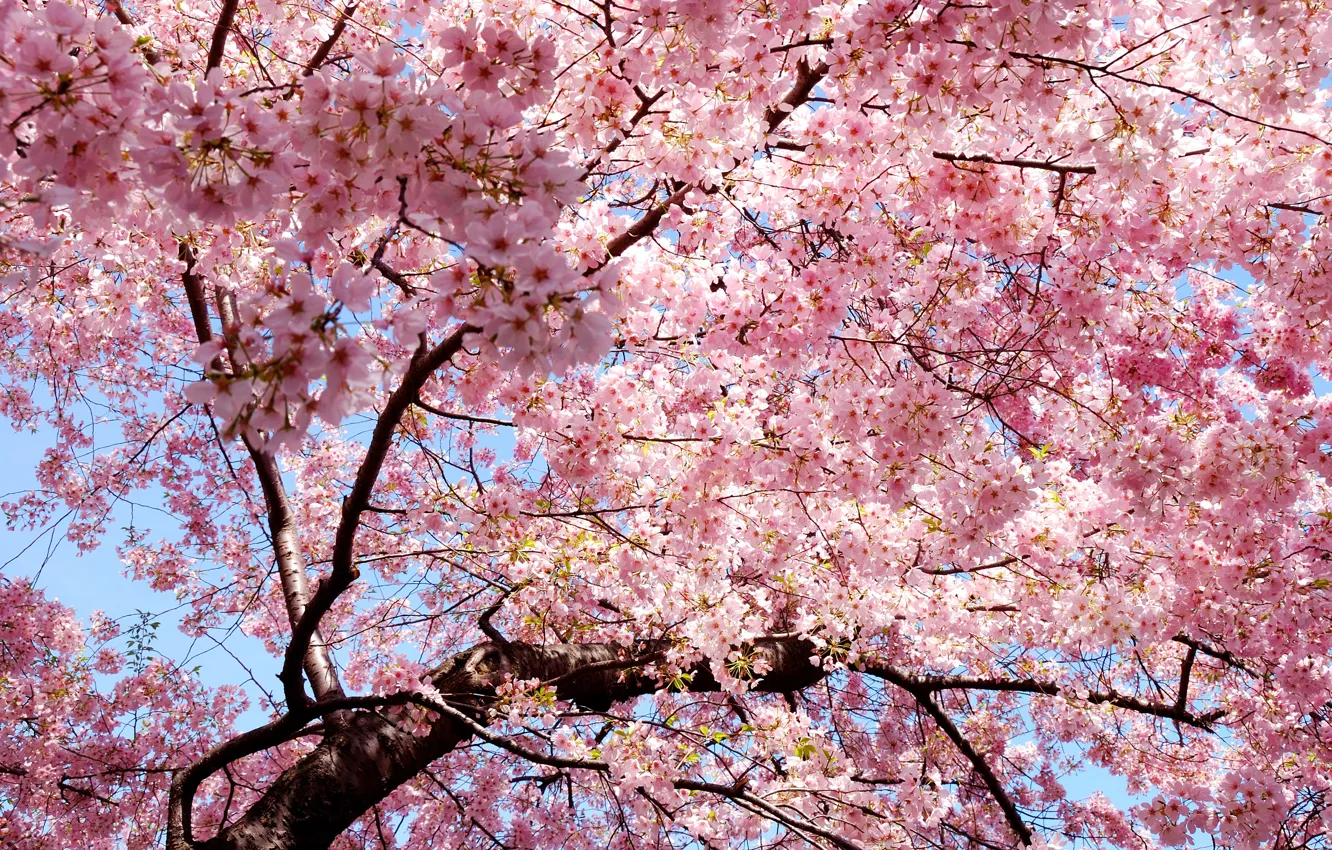 Фото обои ветви, весна, лепестки, сакура, восток, Japan, розовые, sakura