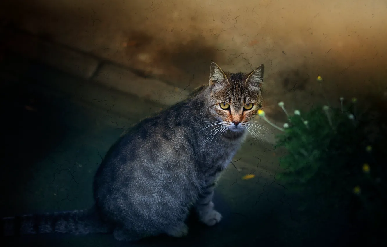 Фото обои кошка, кот, дорожка, сидит