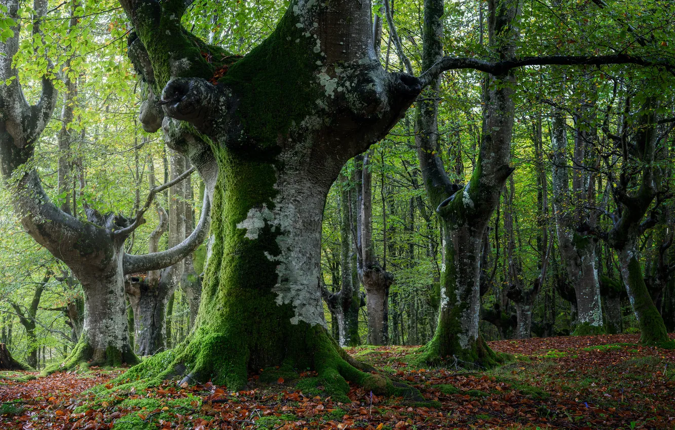 Фото обои лес, листья, деревья, стволы, мох