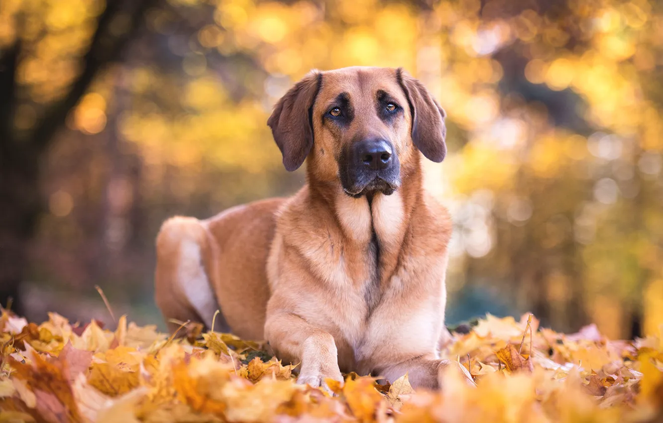 Фото обои осень, взгляд, морда, листья, природа, листва, собака, овчарка
