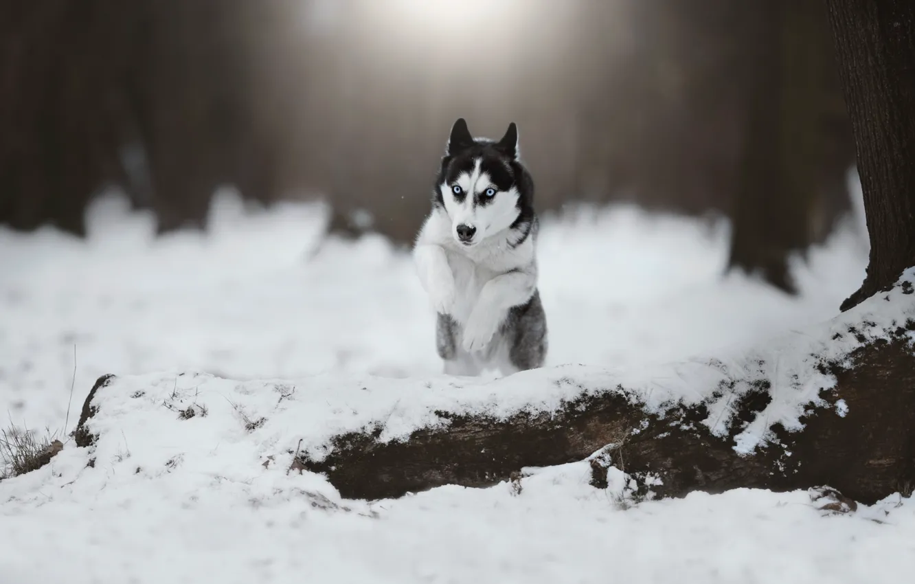 Фото обои зима, лес, взгляд, морда, снег, природа, прыжок, собака