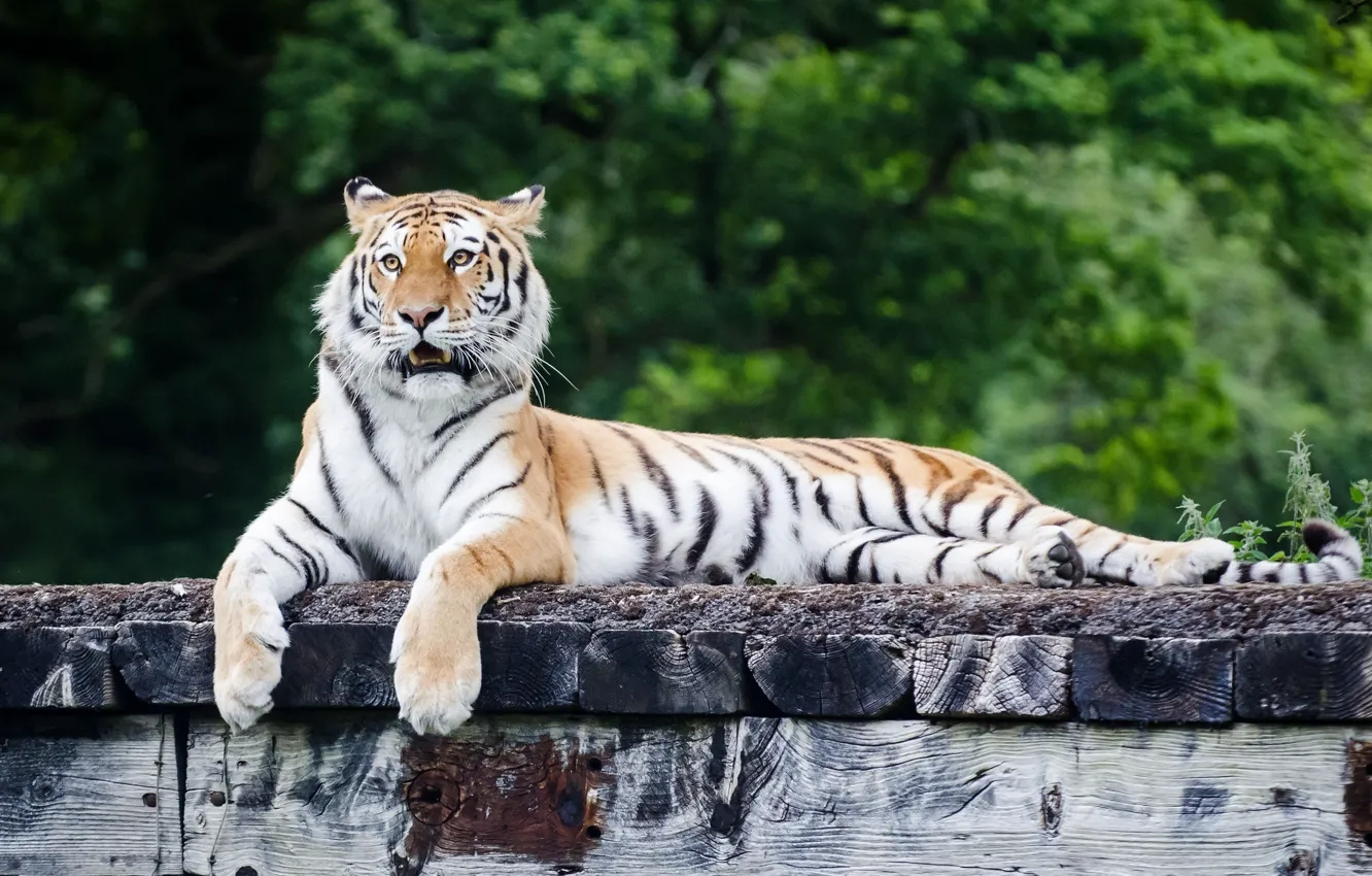 Фото обои морда, тигр, отдых, хищник, лапы, лежит, дикая кошка