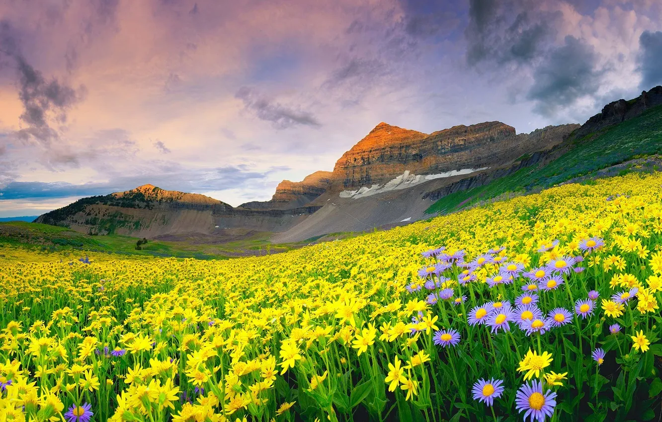 Фото обои поле, цветы, горы