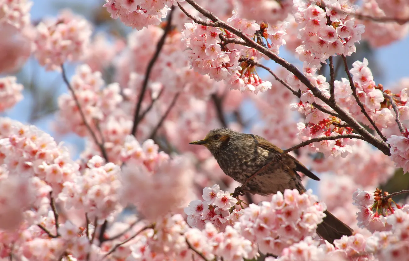 Фото обои цветы, ветки, природа, птица, весна, цветение