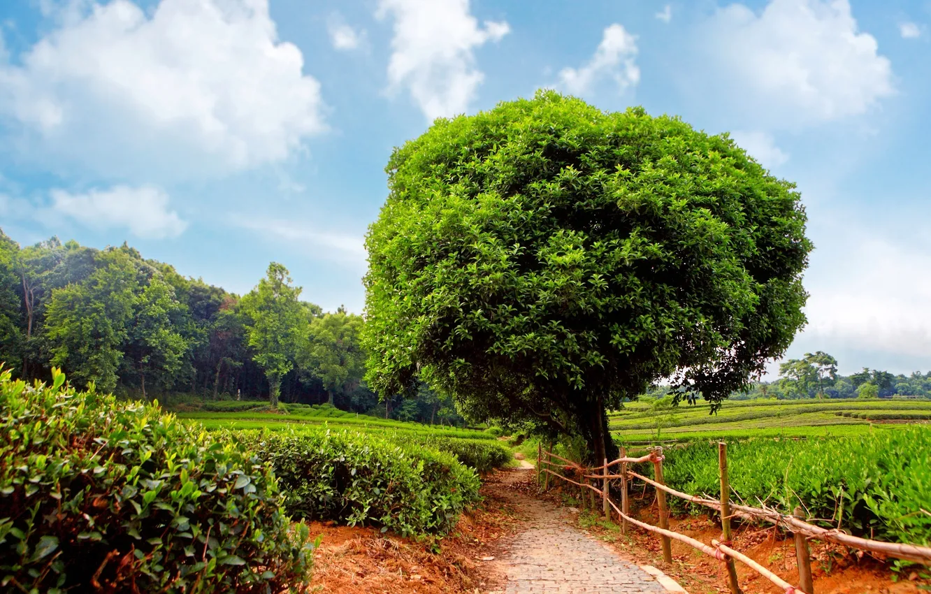 Фото обои деревья, дорожка, чайная, плантация, кустарники, Sunshine day, tea plantation