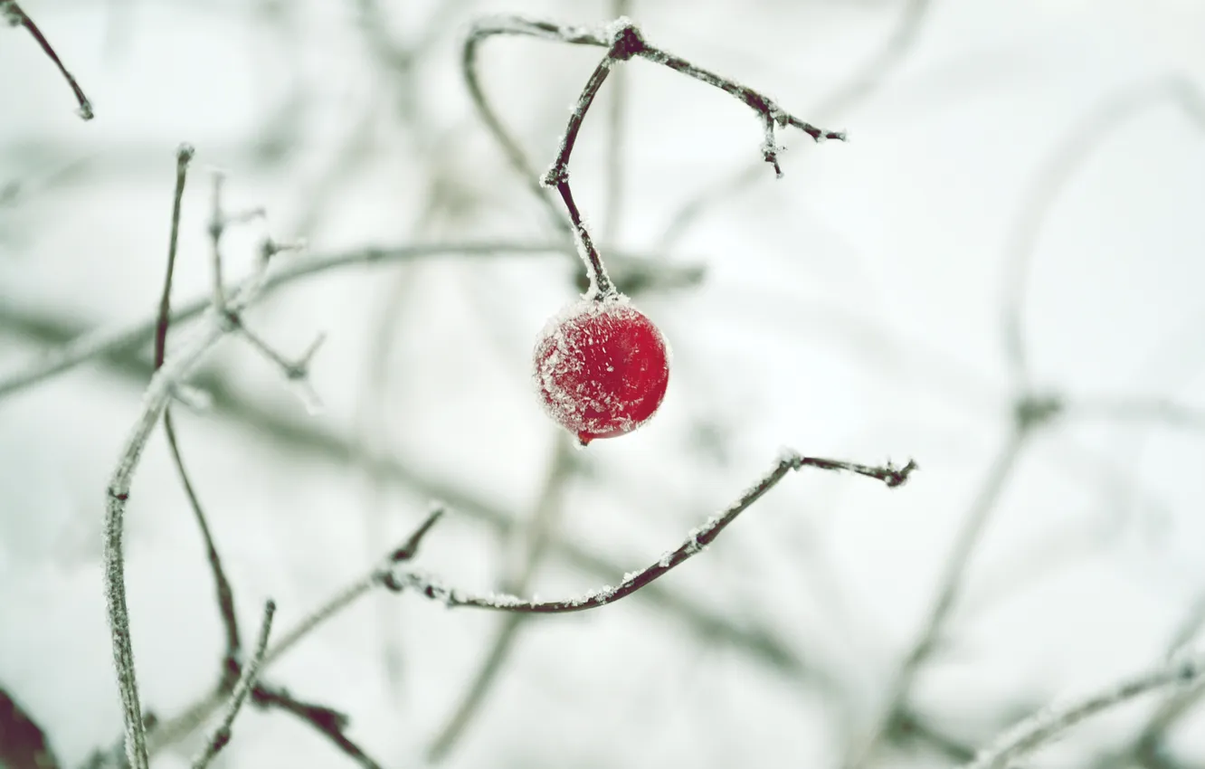 Фото обои зима, снег, ягода