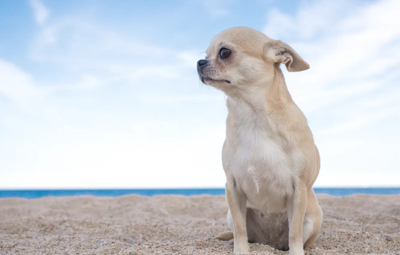 Фото обои песок, небо, собака, чихуахуа, пёсик, собачонка