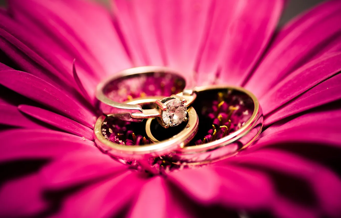 Фото обои цветок, камень, кольца