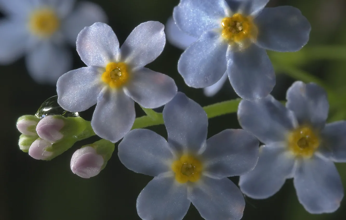 Фото обои макро, цветы, роса, капля, голубые, незабудки