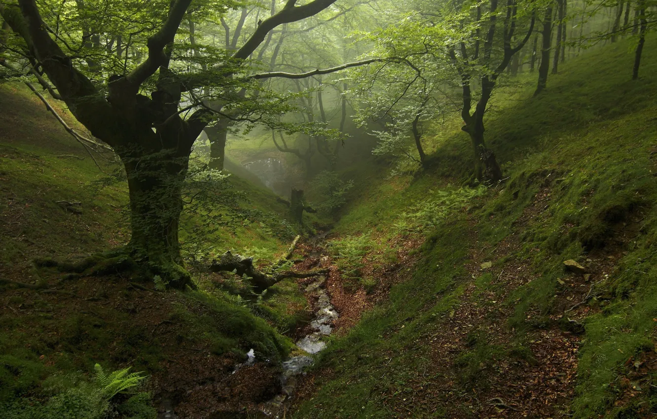 Фото обои зелень, лес, деревья, природа, ручей